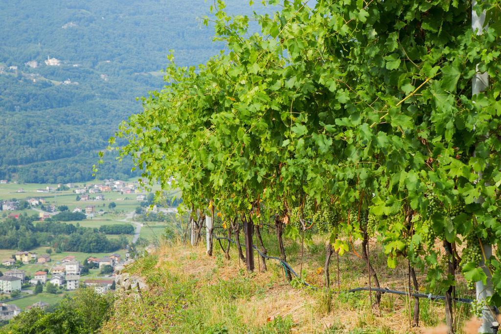 B&B Ca' La Vedescia Teglio Dış mekan fotoğraf